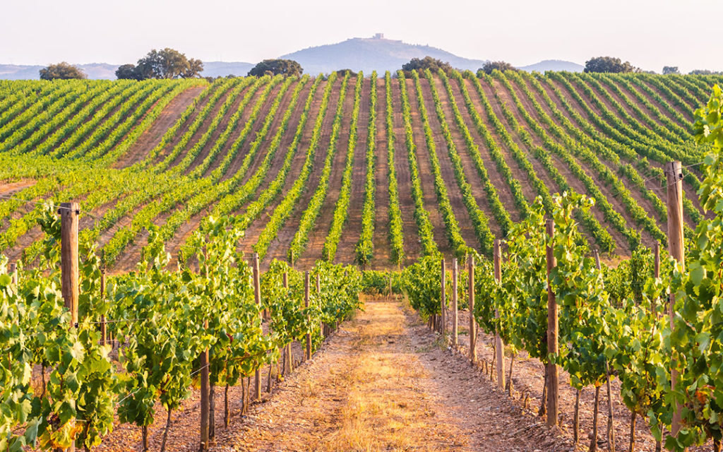 A Sedona wine vineyard